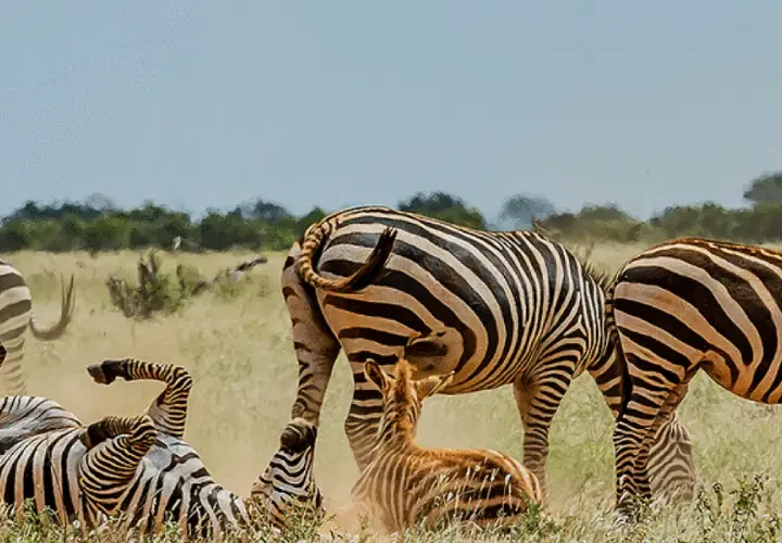 5 Jours Safari au départ de Mombasa Kenya et finir à Mombasa.
