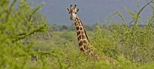 Tsavo East National Park Giraffe