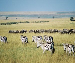 Safari-en-avion-Amboseli-2-Jours-audépart-de-Mombasa-ou-Nairobi