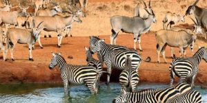 Safari Privé 5 Jours à partir de Mombasa