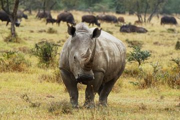Safari-de-13-jours-au-Kenya