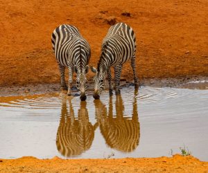 Safari-de-5-jours-au-départ-de-Mombasa