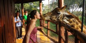 Centre des Girafes de Nairobi et Parc National de Nairobi