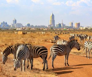 Centre-desGirafes-de-Nairobi-etParc-National-de-Nairobi