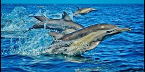 Kisite Mpunguti 1 Jour