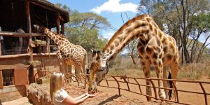 Nairobi Giraffe Park 1 Jour