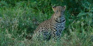 Une Journée de Safari au sanctuaire Ngutuni