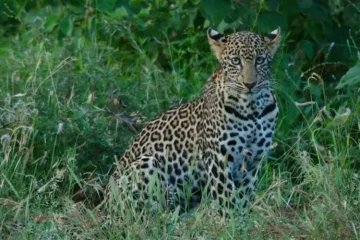 Une Journée de Safari au sanctuaire Ngutuni