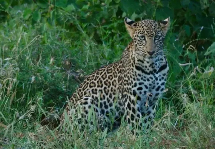 Une Journée de Safari au sanctuaire Ngutuni