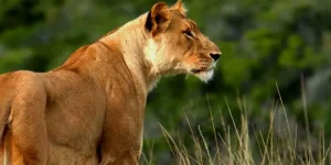 Safari privé de 5 jours à partir de Mombasa