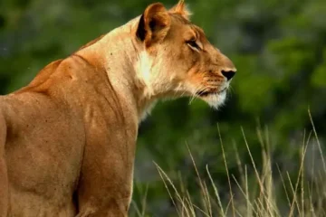 Safari privé de 5 jours à partir de Mombasa