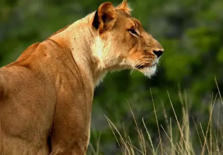 Safari privé de 5 jours à partir de Mombasa