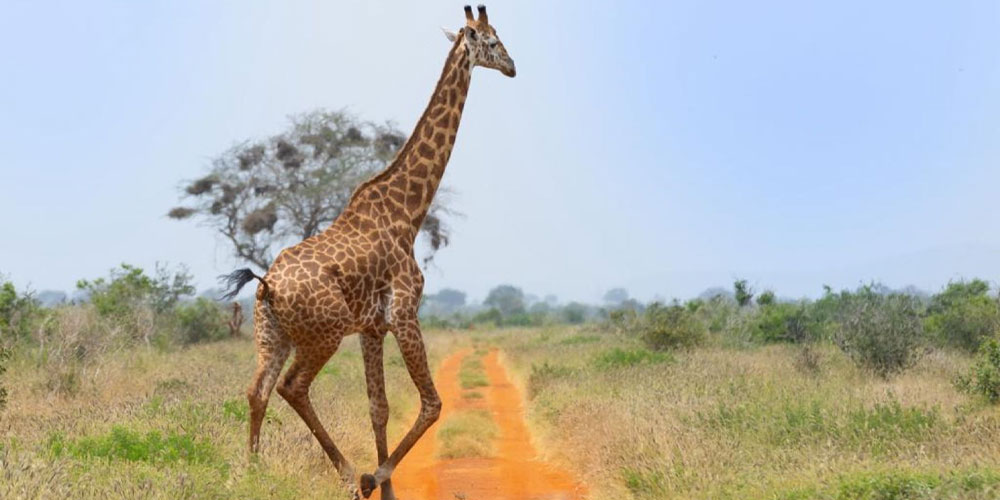 Safari Ngutuni 1 Jour