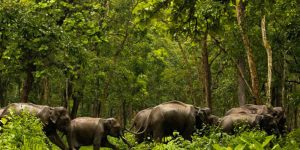 Safari Shimba Hills 1 Jour