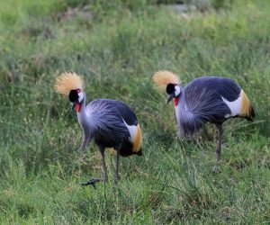 Safari-privé-de-5-jours-au-départ-deMombasa