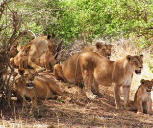Safari-privé-de-5-joursau-départ-de-Mombasa