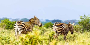 Tsavo Est |Safari d’Une Journée Inoubliable