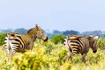 Tsavo Est |Safari d’Une Journée Inoubliable