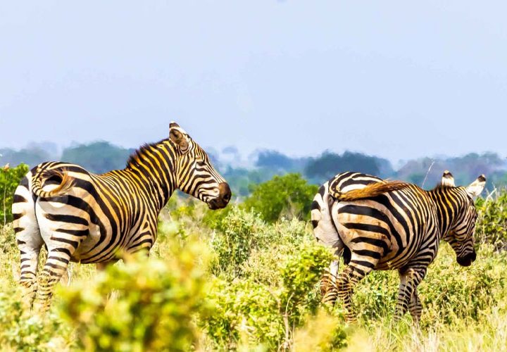 Tsavo Est |Safari d’Une Journée Inoubliable