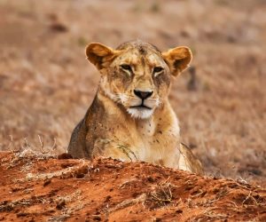 Un-safari-d'une-journé--au-sanctuaire-de-Ngutuni