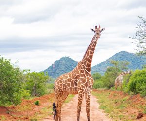 Un-safari-d'une-journée-au-sanctuaire-de-Ngutuni