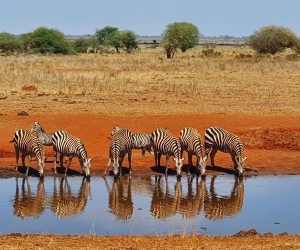 Un-safari-d'une-journée-au-sanctuaire-deNgutuni