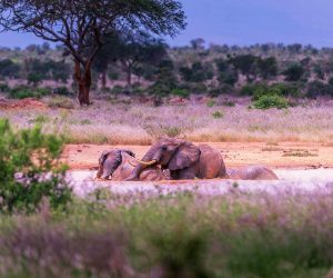 Un-safari-d'une-journée-ausanctuaire-de-Ngutuni