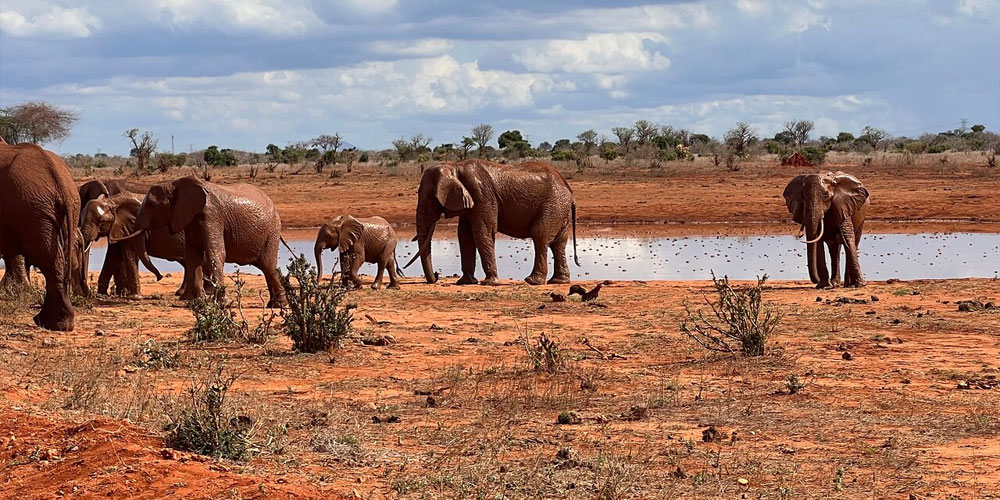 Une Journée de Safari à Tsavo Est