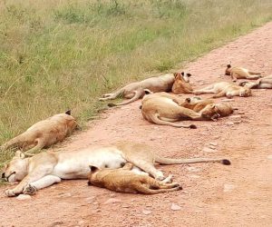 Une-Journée-de-Safari-à-TsavoEst