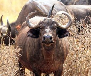 Une-Journée-de-Safari-àTsavo-Est