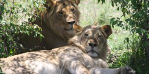 Une Journée de Safari au Lac Nakuru