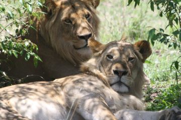 Une Journée de Safari au Lac Nakuru