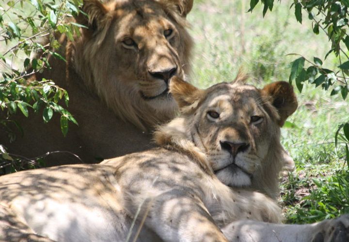 Une Journée de Safari au Lac Nakuru