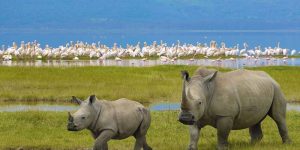 Une Journée de Safari au Lac Nakuru