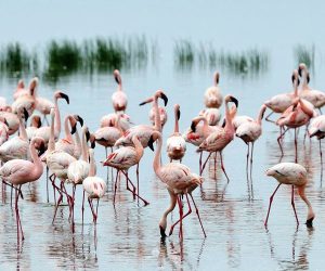 Une-Journée-de-Safari-au-LacNakuru