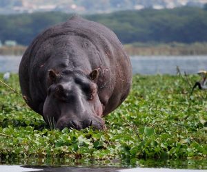 Une-Journée-de-Safari-auLac-Nakuru