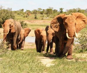 Une-Journée-deSafari-à-Tsavo-Est