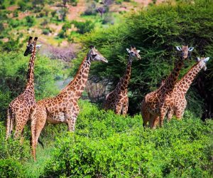 Une-journée-auparc-national-de-Shimba-Hills