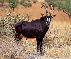Une-journée-auparcnational-de-Shimba-Hills
