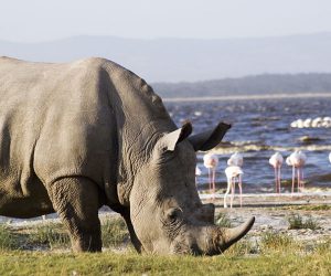UneJournée-de-Safari-au-Lac-Nakuru