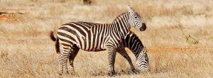 10-Jours-PaysMasai-à-pied-et-Safari-Amboseli-et-Tsavo