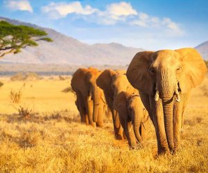 2-jours-Tsavo-Est-et-Ouest-au-départ-de-Mombasa