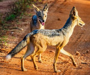 2-jours-Tsavo-Est-et-Ouest-au-départde-Mombasa - Copy
