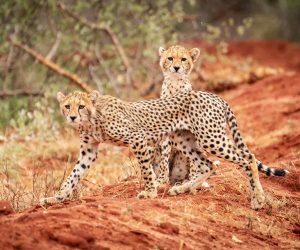 2-jours-Tsavo-Est-et-Ouestau-départ-de-Mombasa