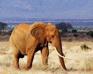 2Jours-Tsavo-est-et-Ouest-au-Départ-de-Mombasa