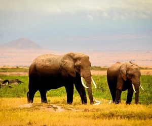 3-Jours-SafariAmboseli
