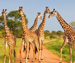 3-Jours-Safaris-Amboseli