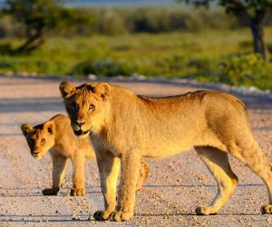 3-JoursSafari-Amboseli