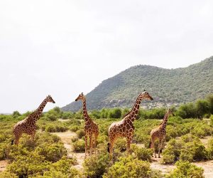 3-jours-dans-la-réserve-national--de-Samburu