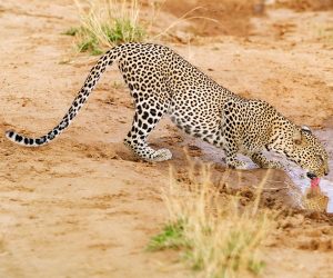 3-jours-dans-la-réserve-nationale-de-Samburu